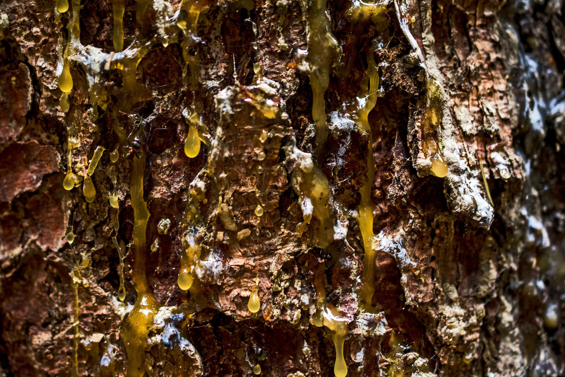 Barks as an author's canvases