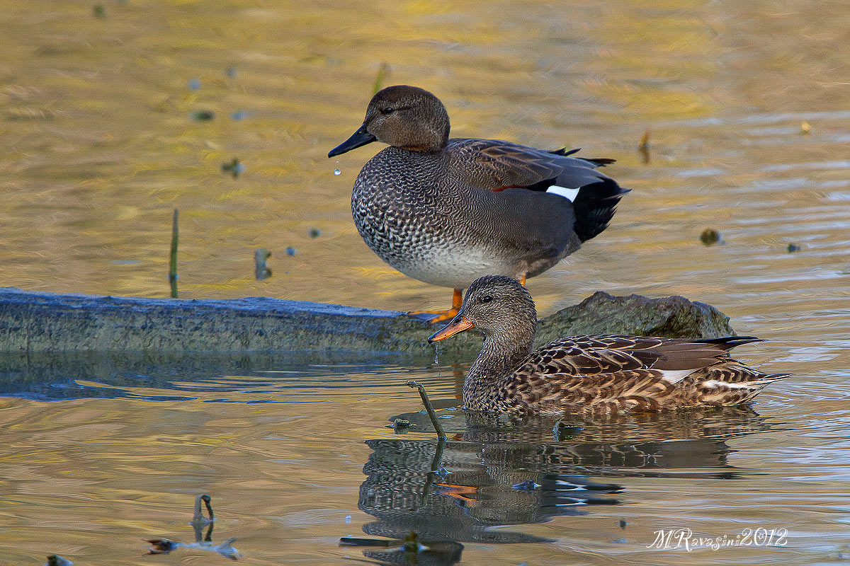 Coppia di Canapiglie