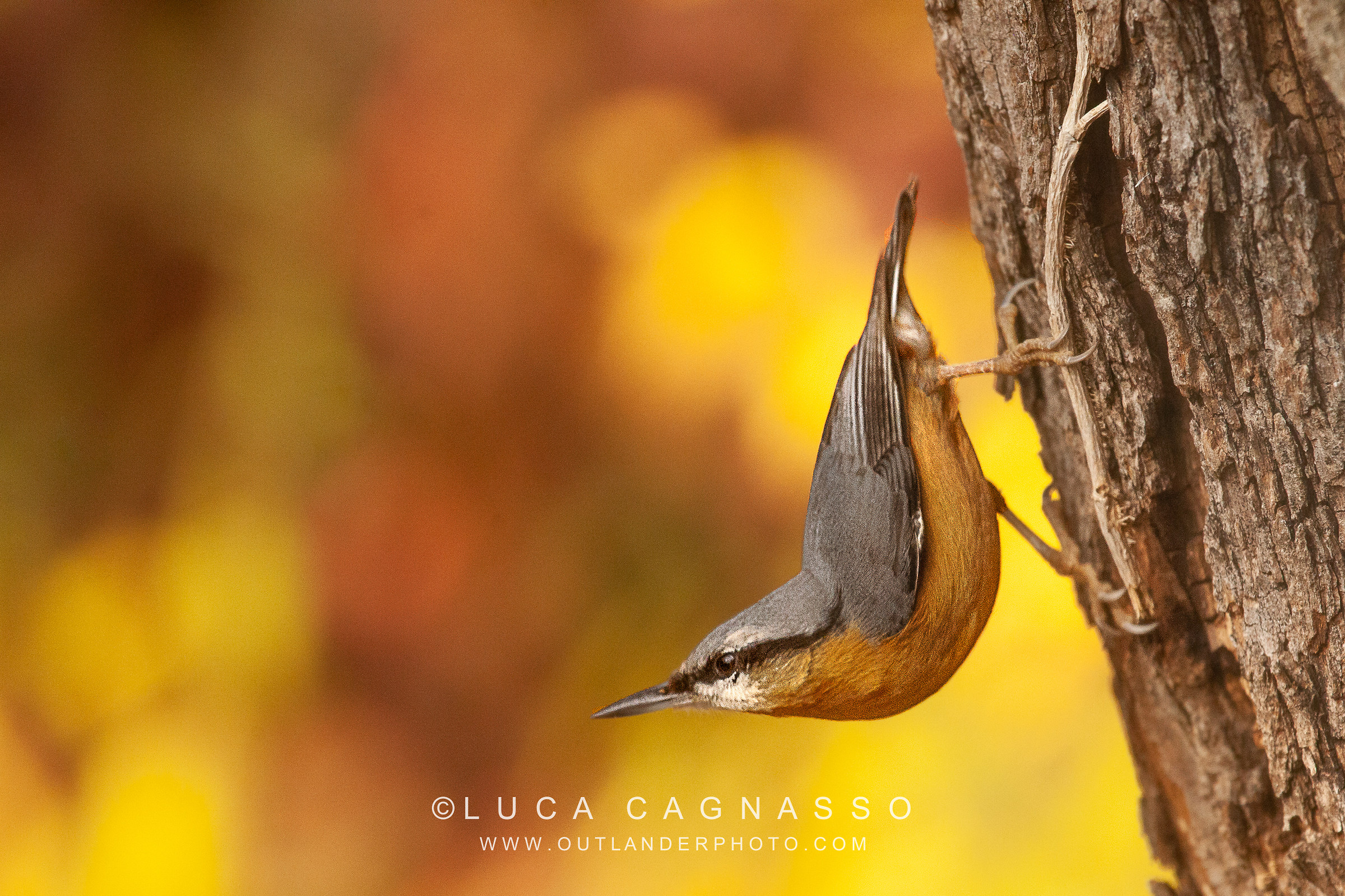 Nuthatch in the Woods-shed 2 Photonatura