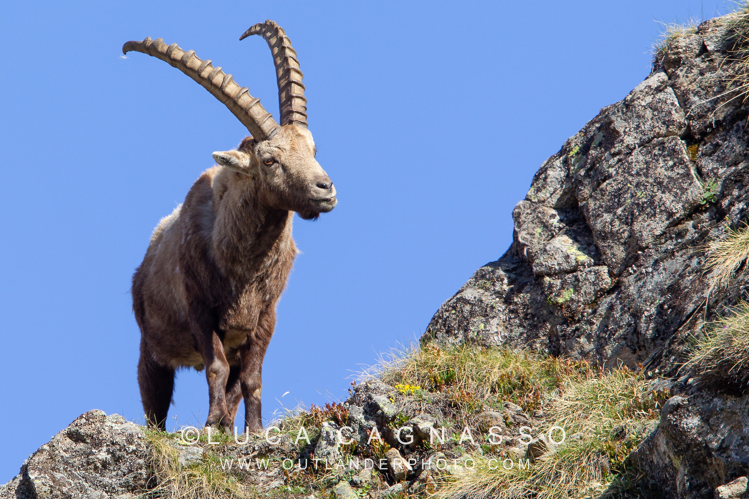 Stambecco-06 (Goat IBEX)