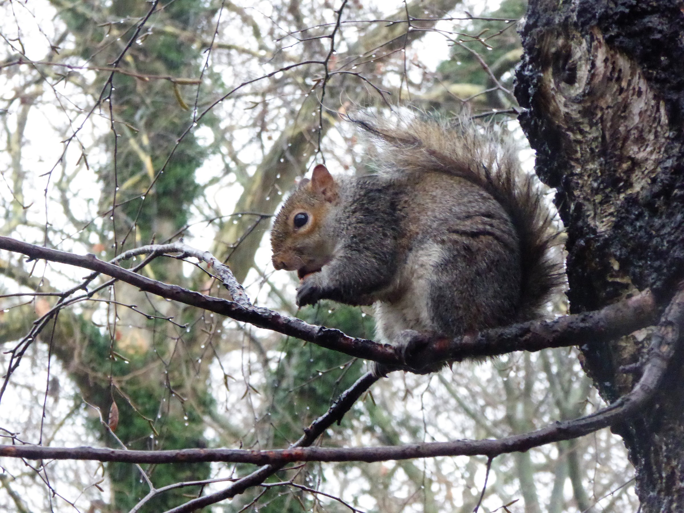 A squirrel in London