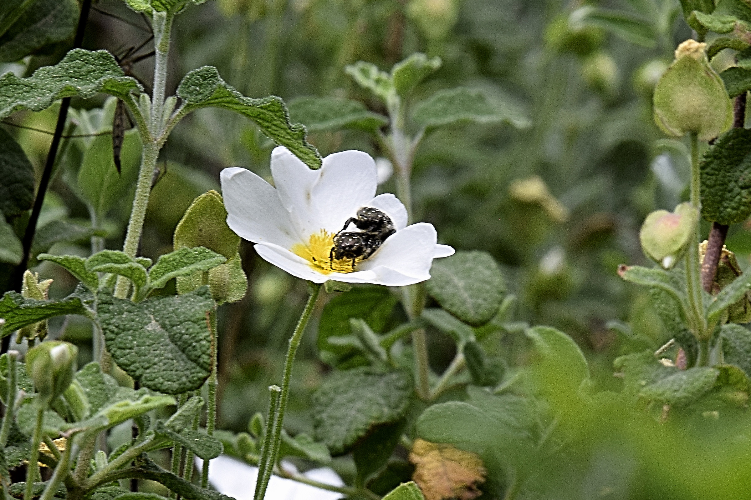 Il fattaccio quotidiano