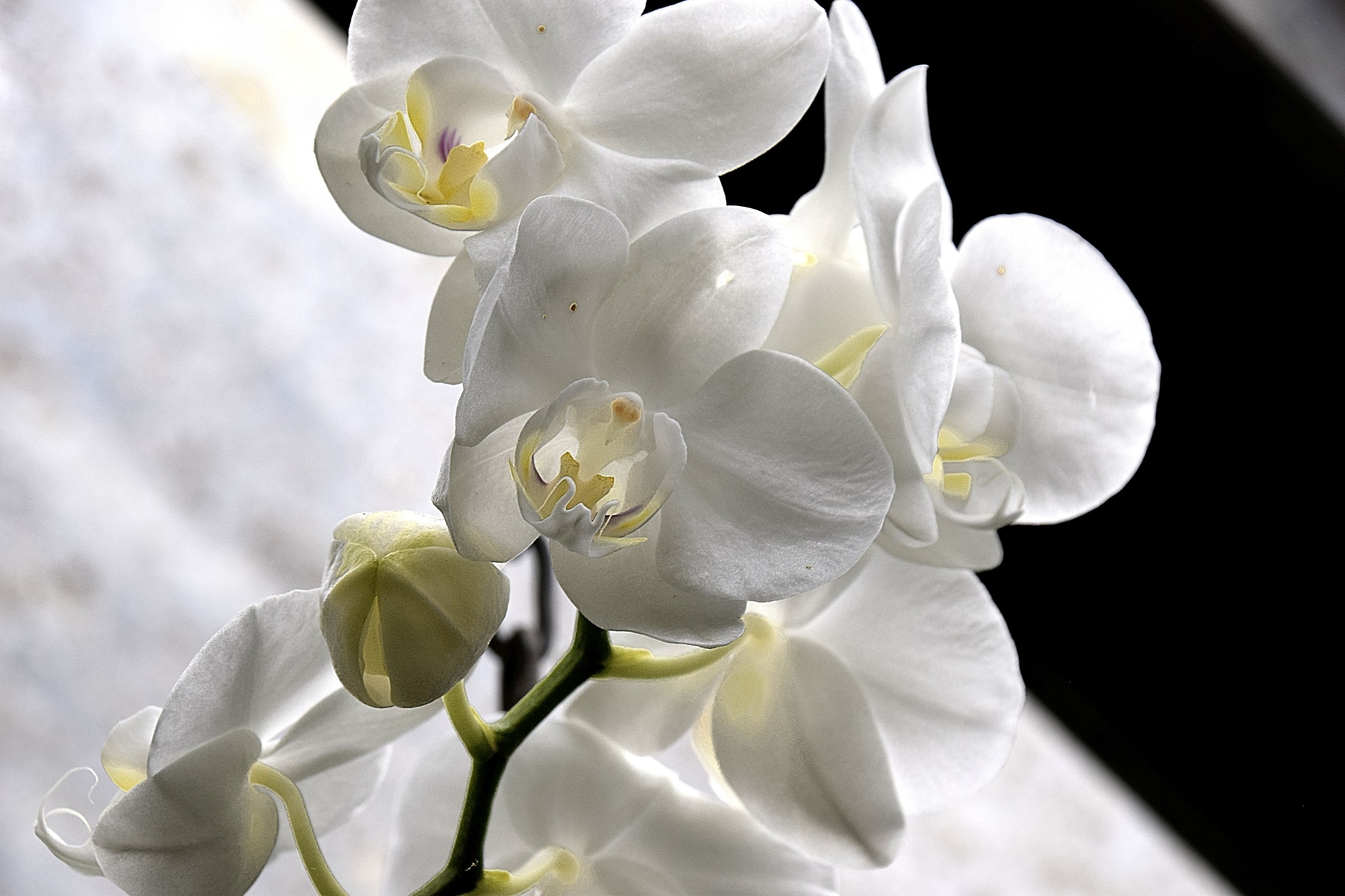 La purezza quasi trasparente