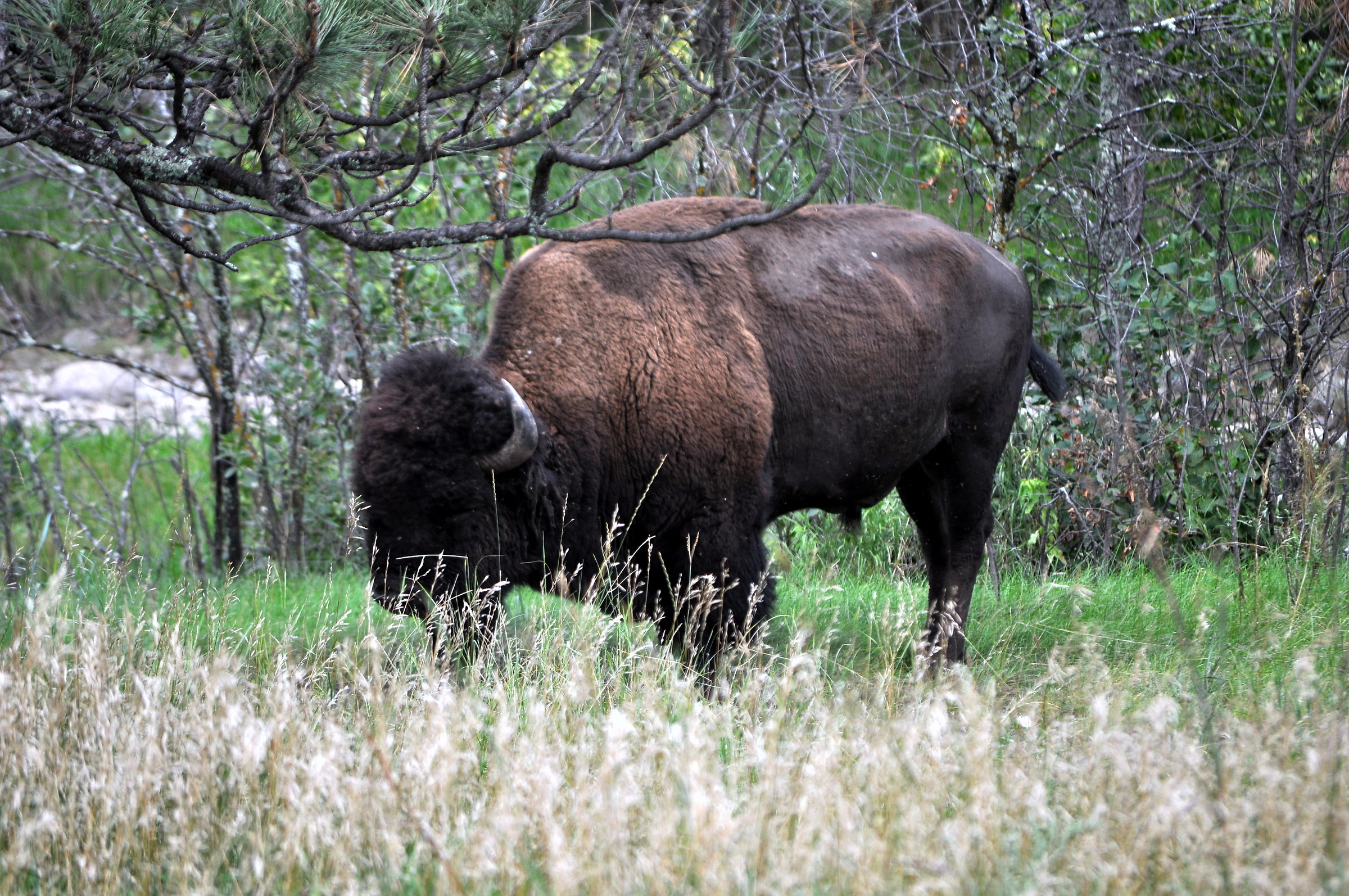 American Bison