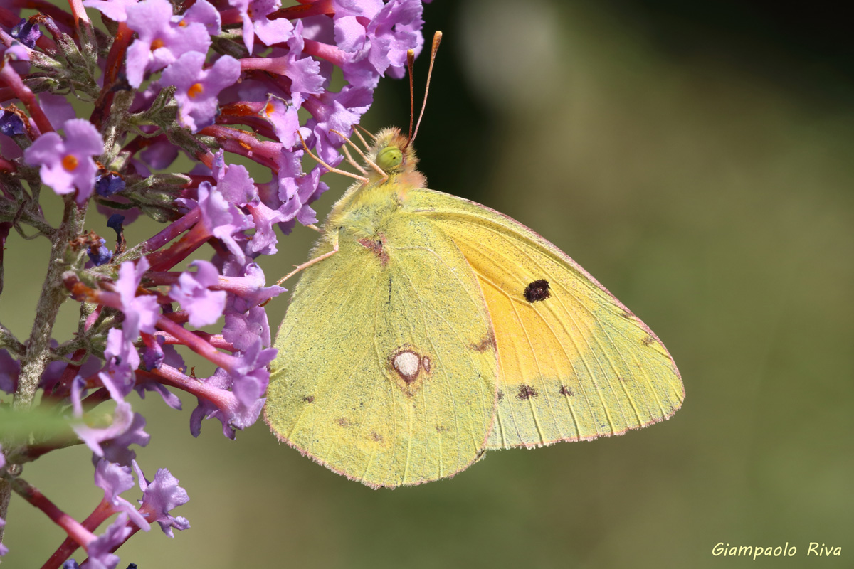 Colias crocea