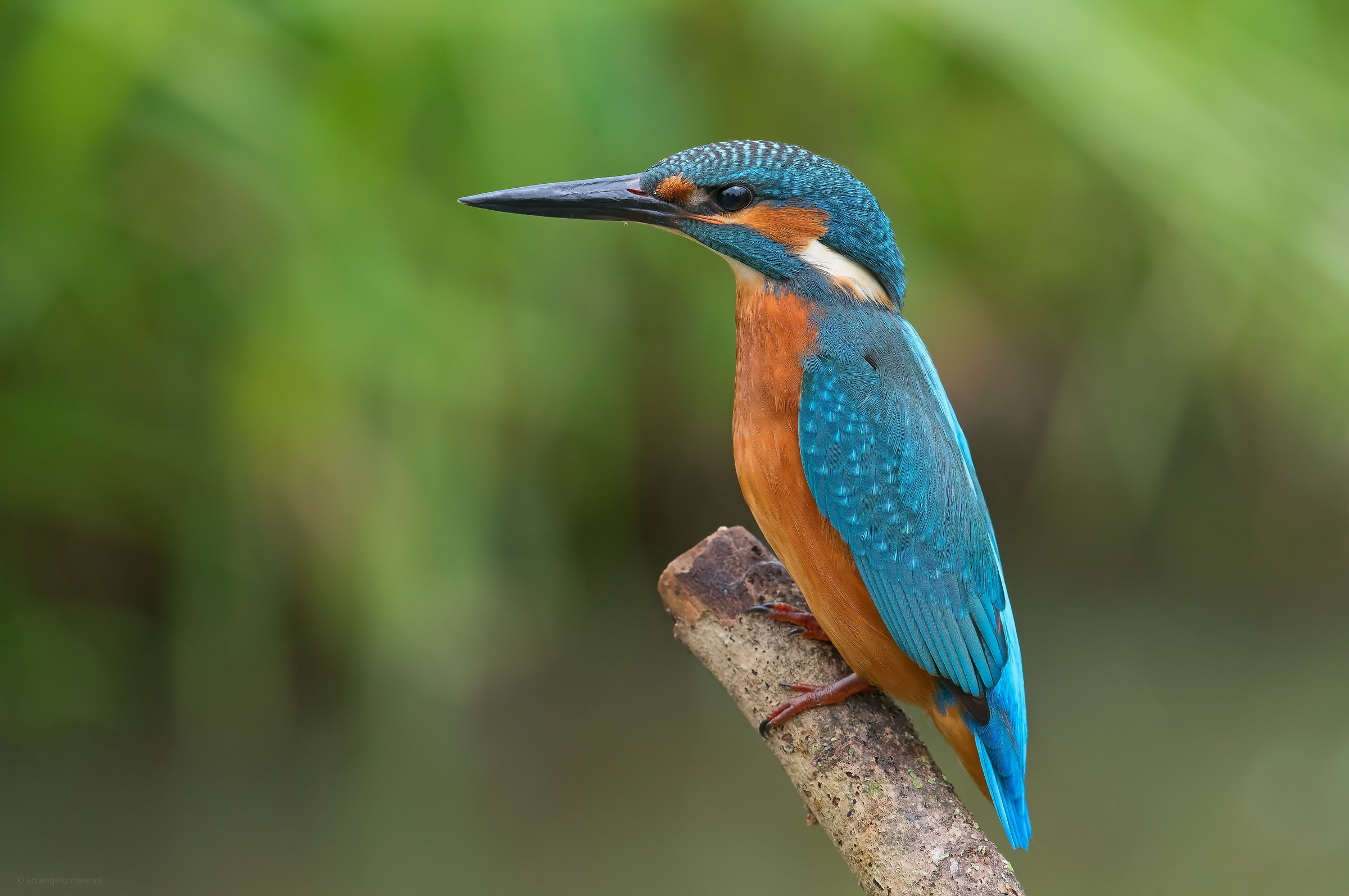 The splendor of a male in perfect plumage