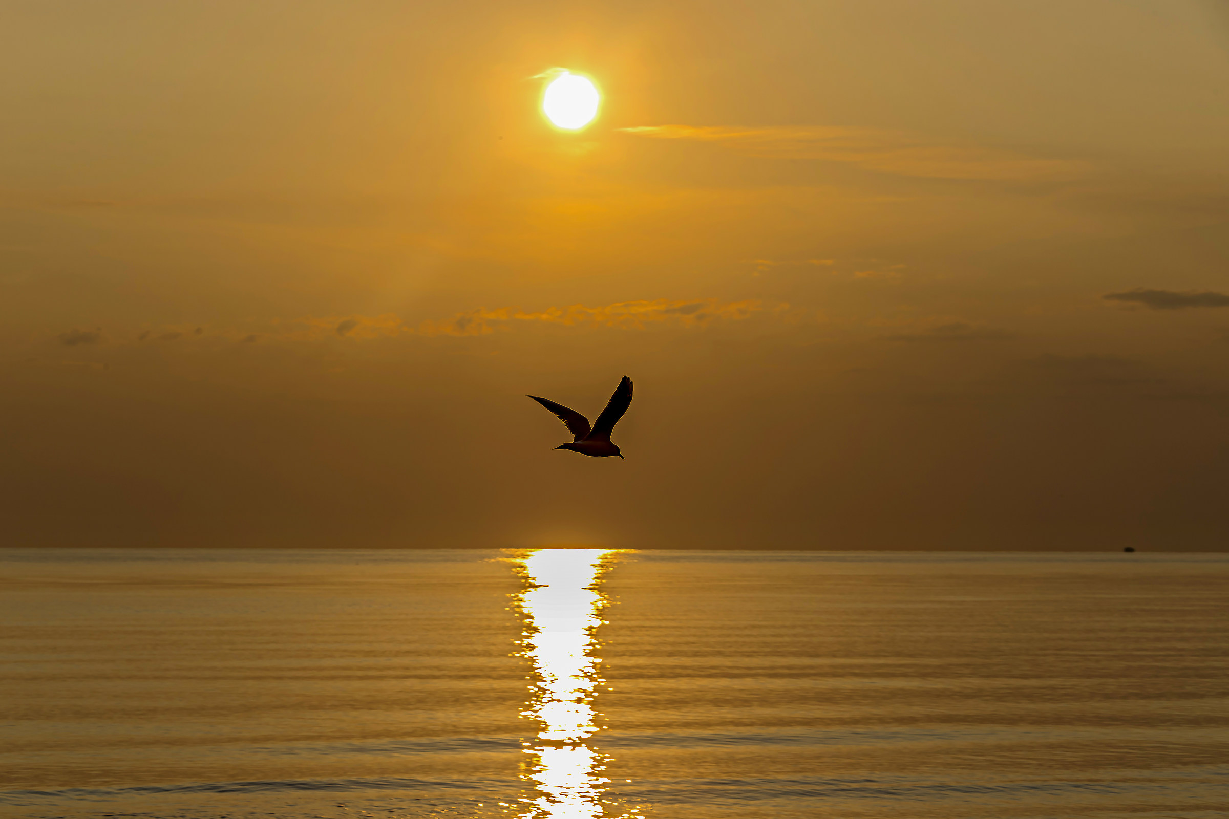 Il volo del Gabbiano