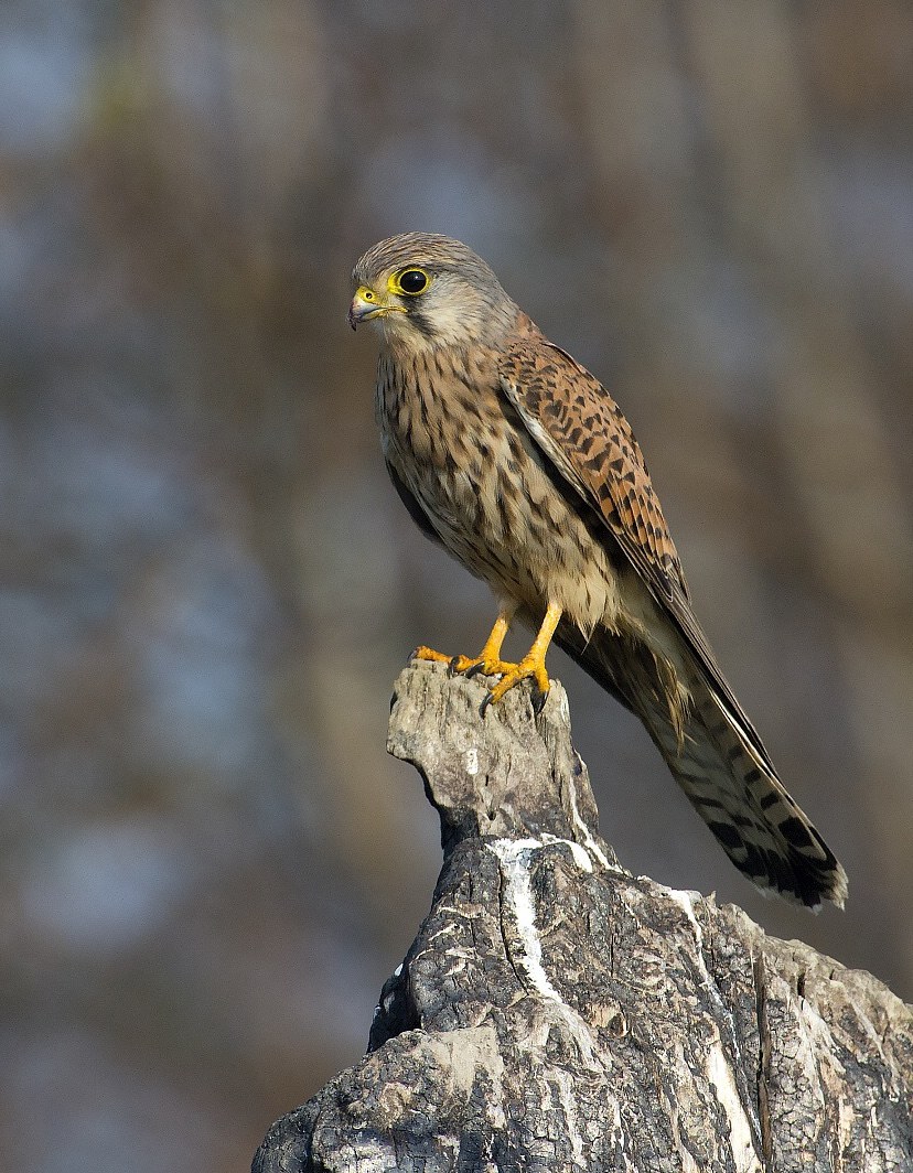 Kestrel