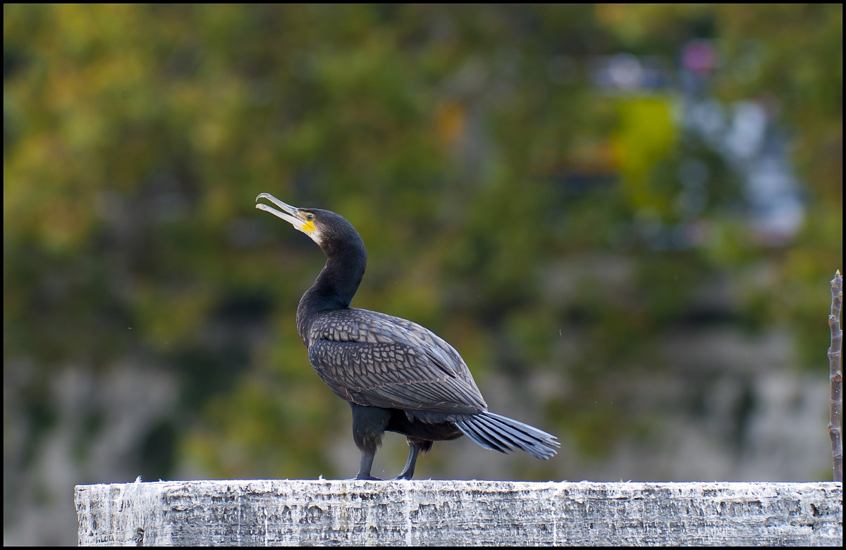 cormorano a roma
