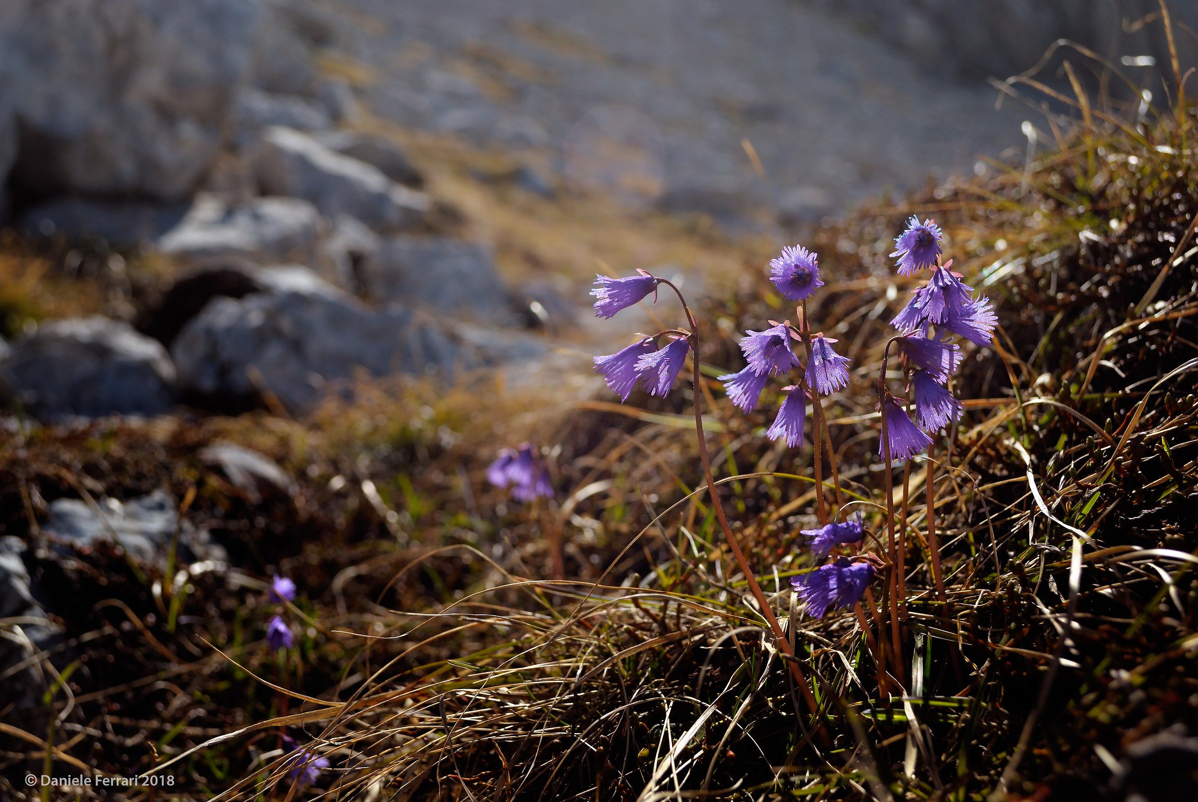 Soldanella alpina