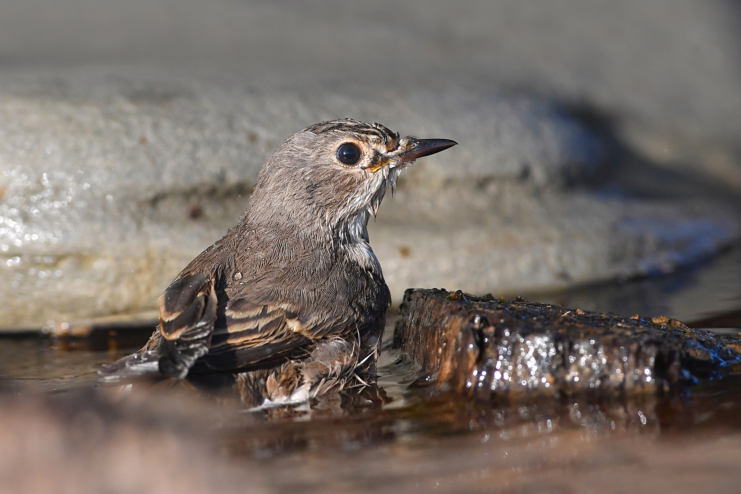 Storie di piume  7  ( Pigliamosche )