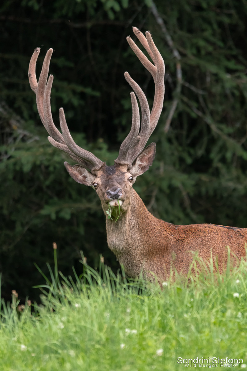Deer with stage in velvet