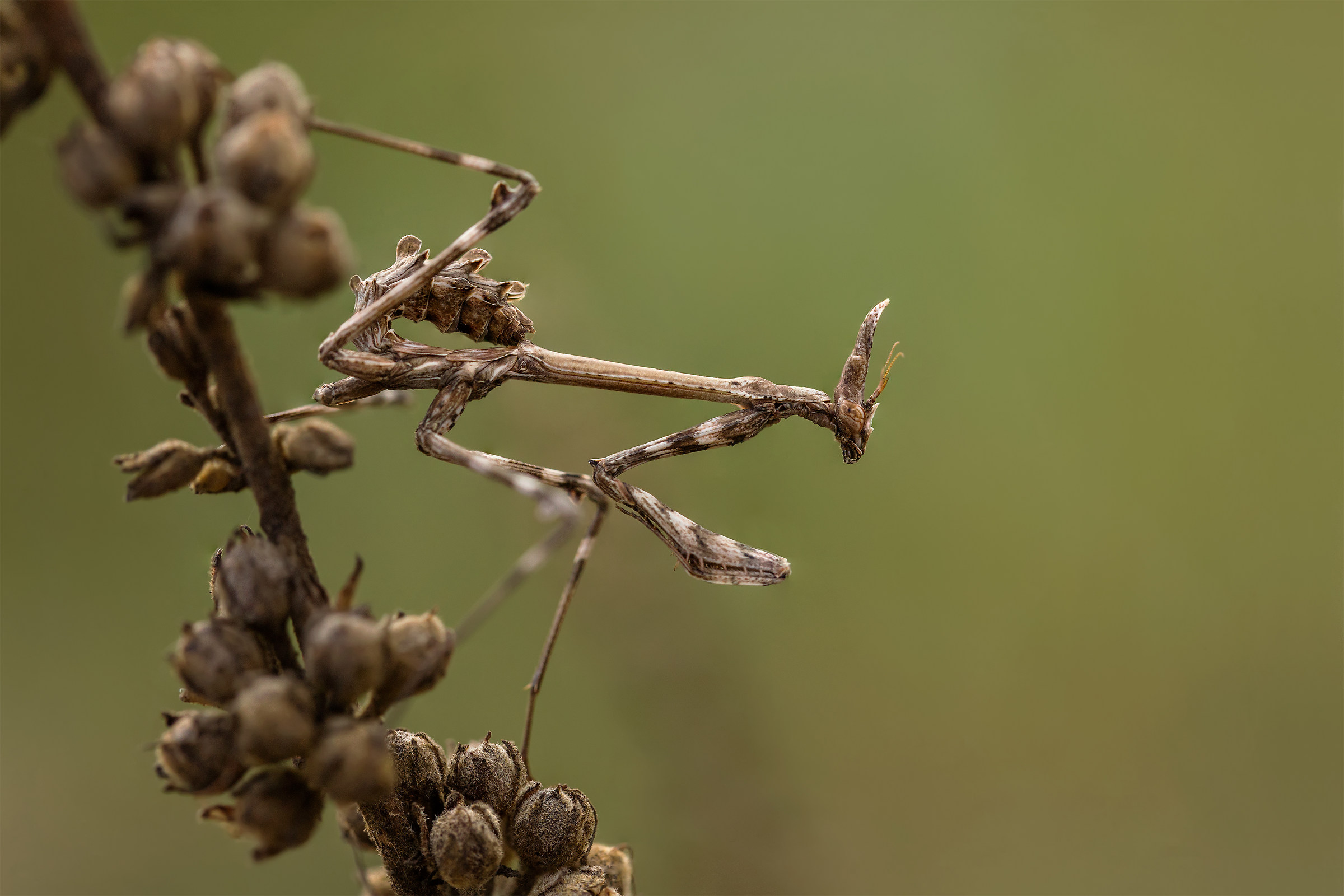 Empusa pennata of late summer