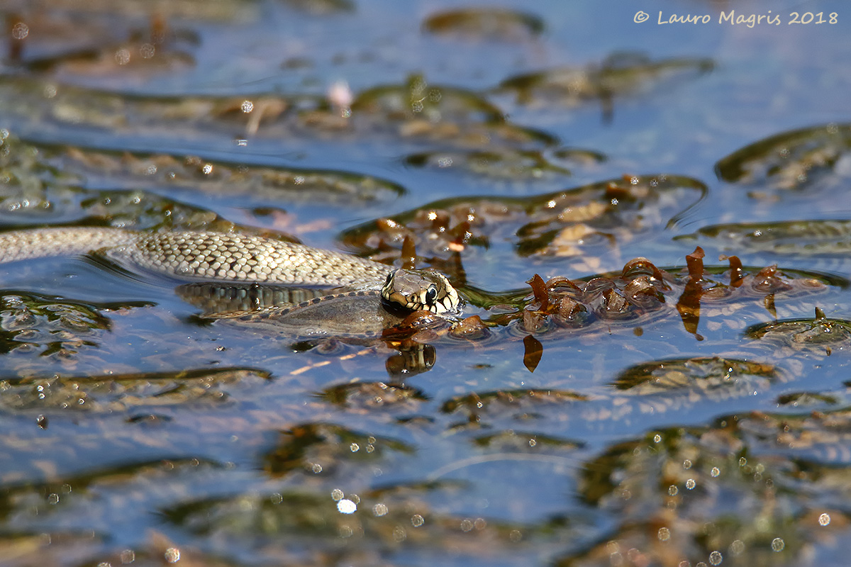 The tassellated Natrix and the brave Newt