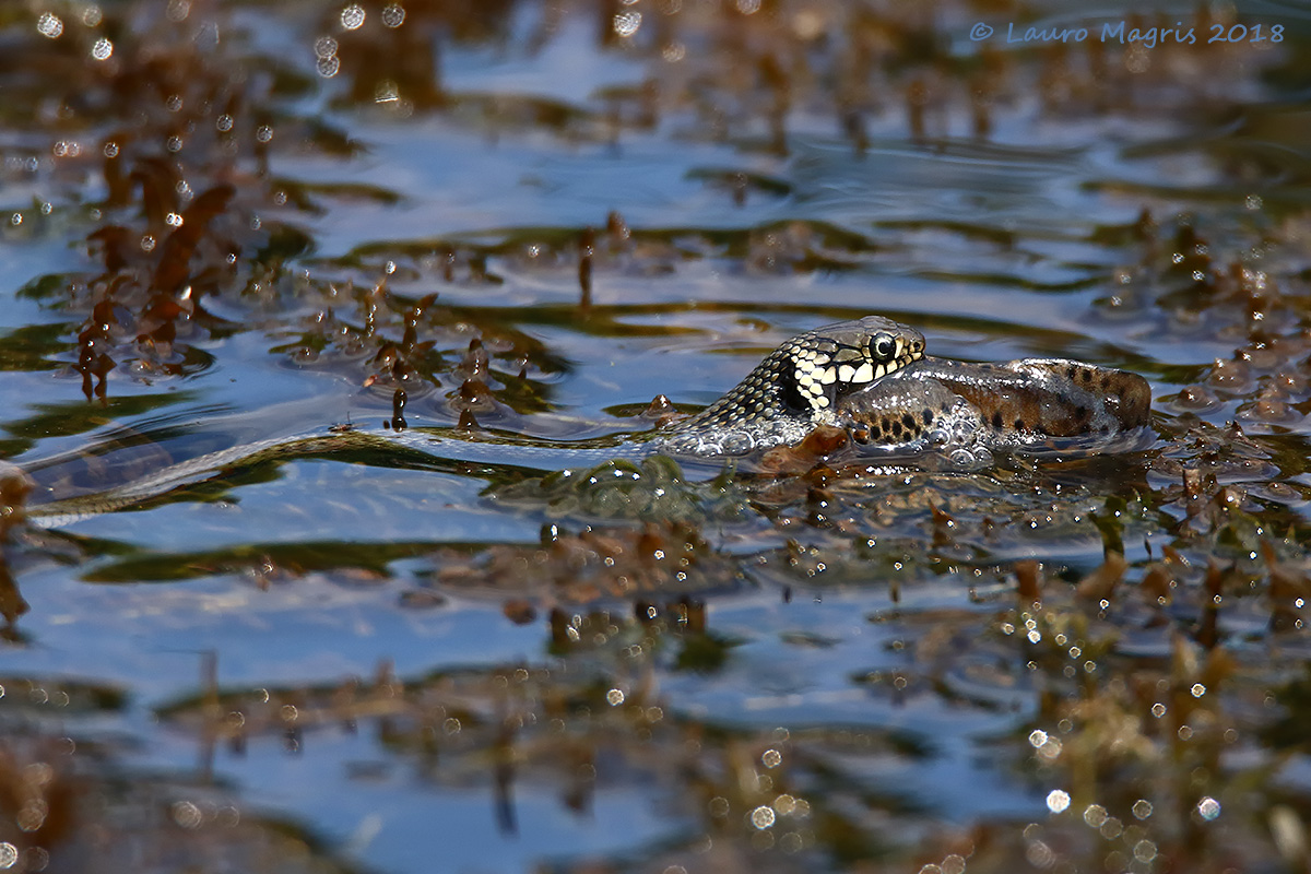 The resistance of the Alpine newt