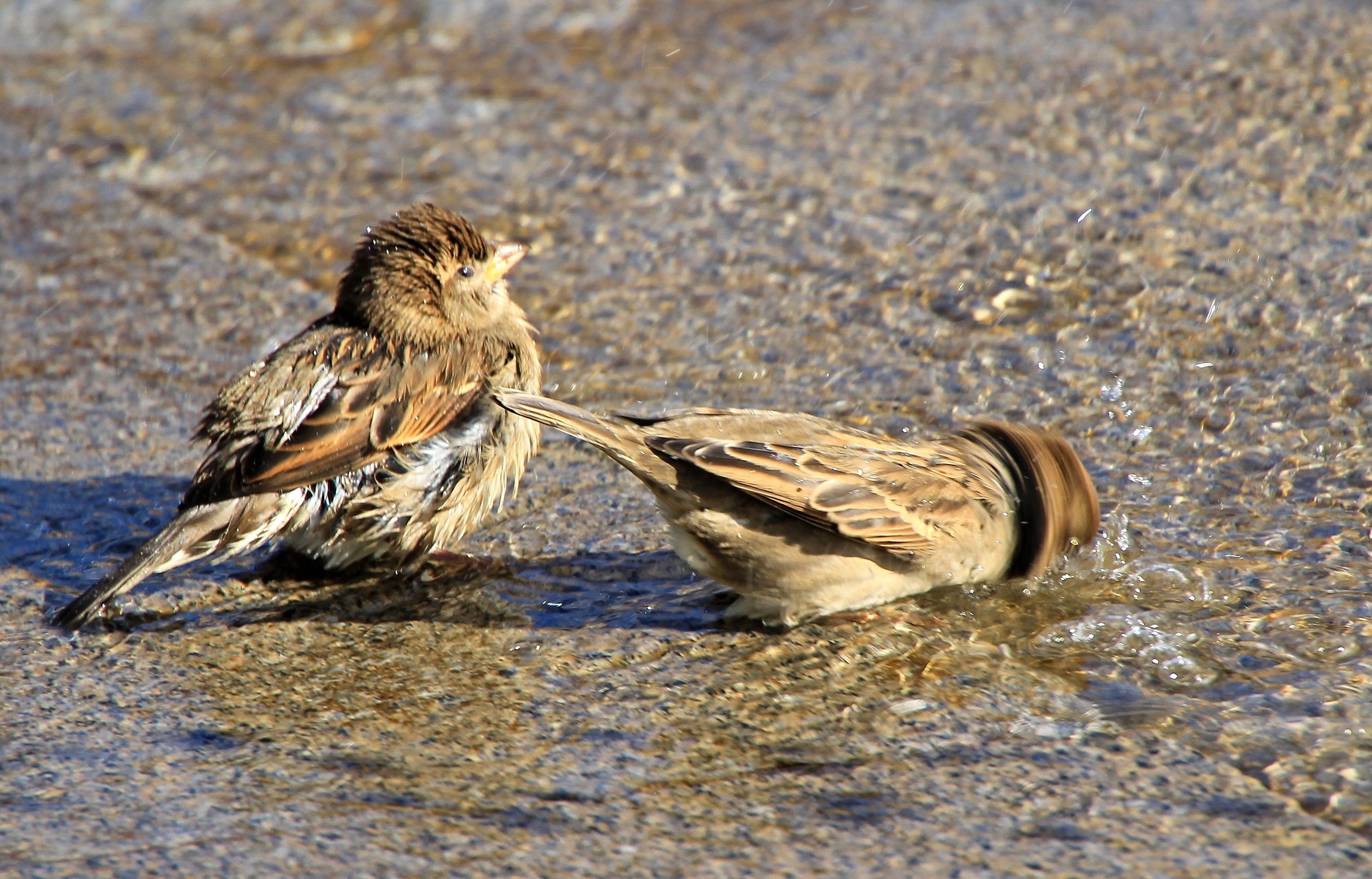 Bella lavata di testa ..........