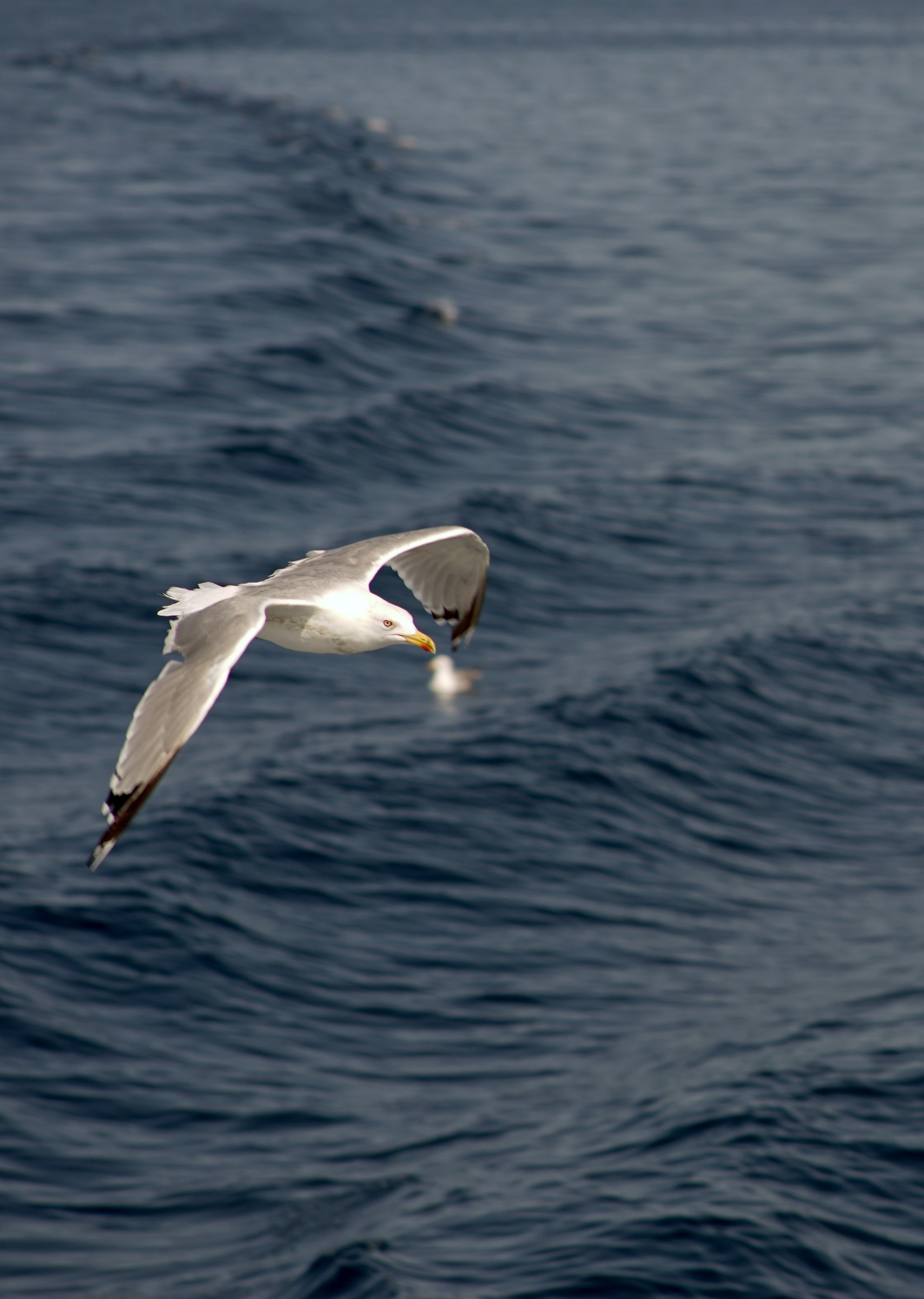 Seagull in flight