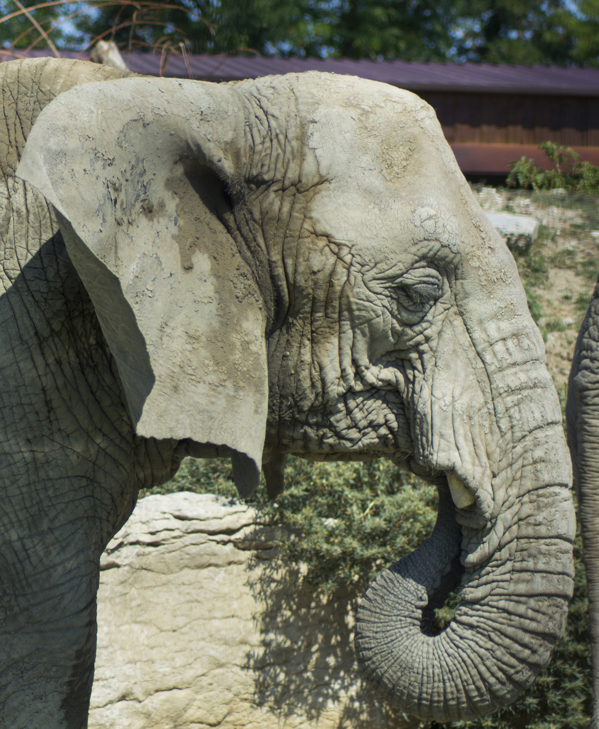 Elephant