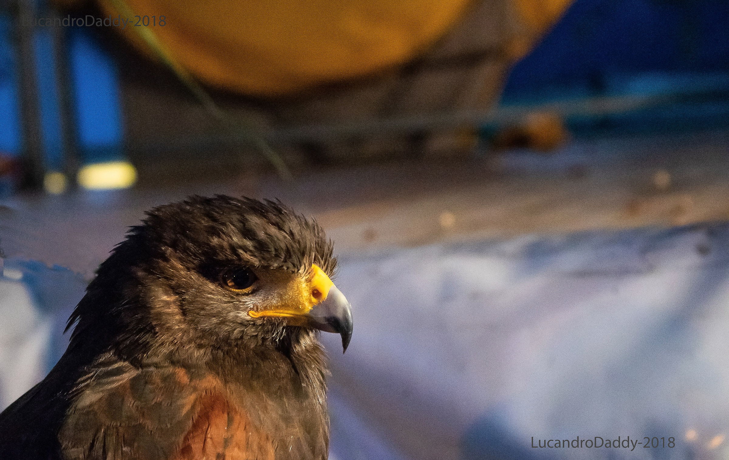 Castrum Diani 2018 (Diano Castello-IM)