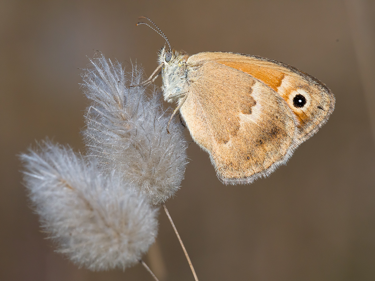 Butterfly (ID to make)