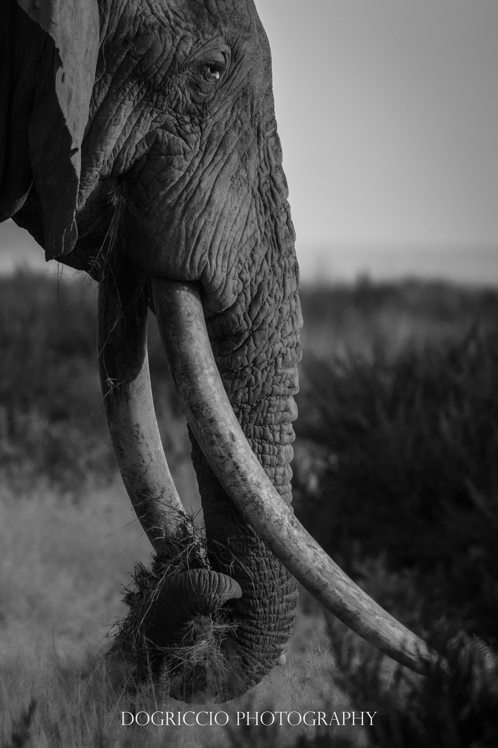 Elephant grazing at dawn