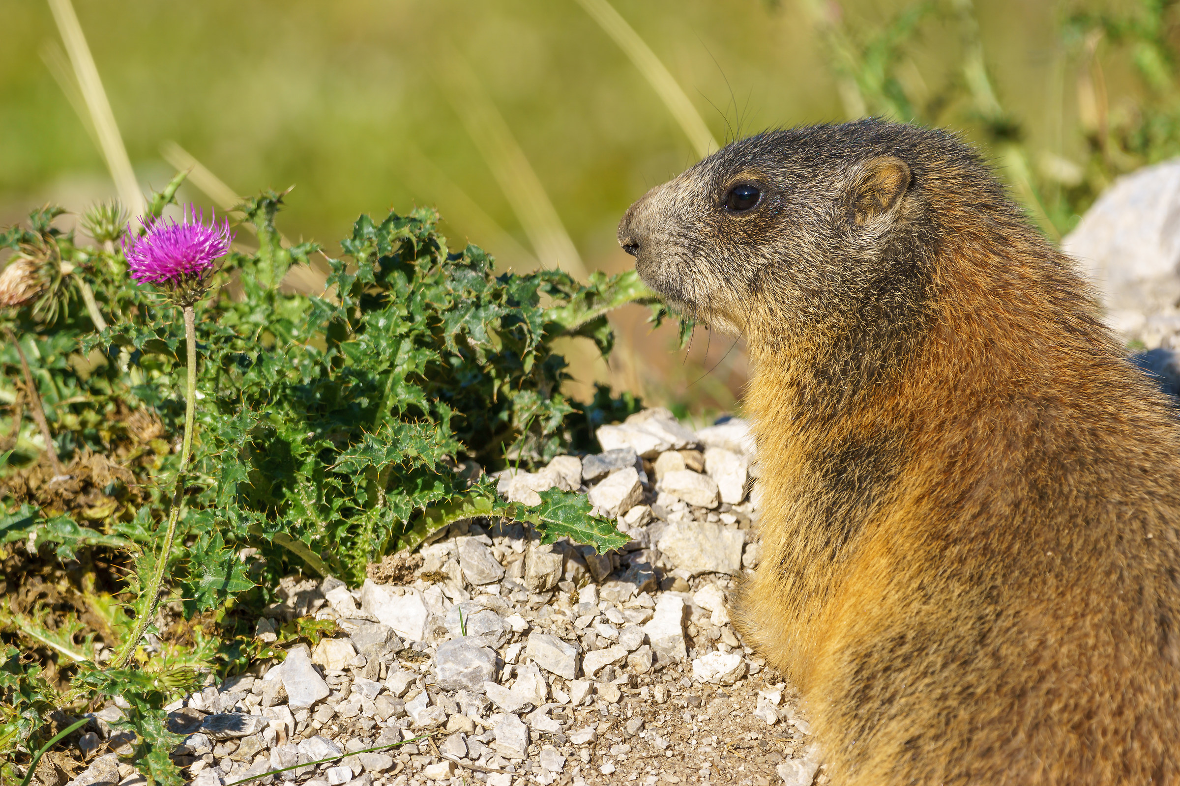 Marmot and Thistle