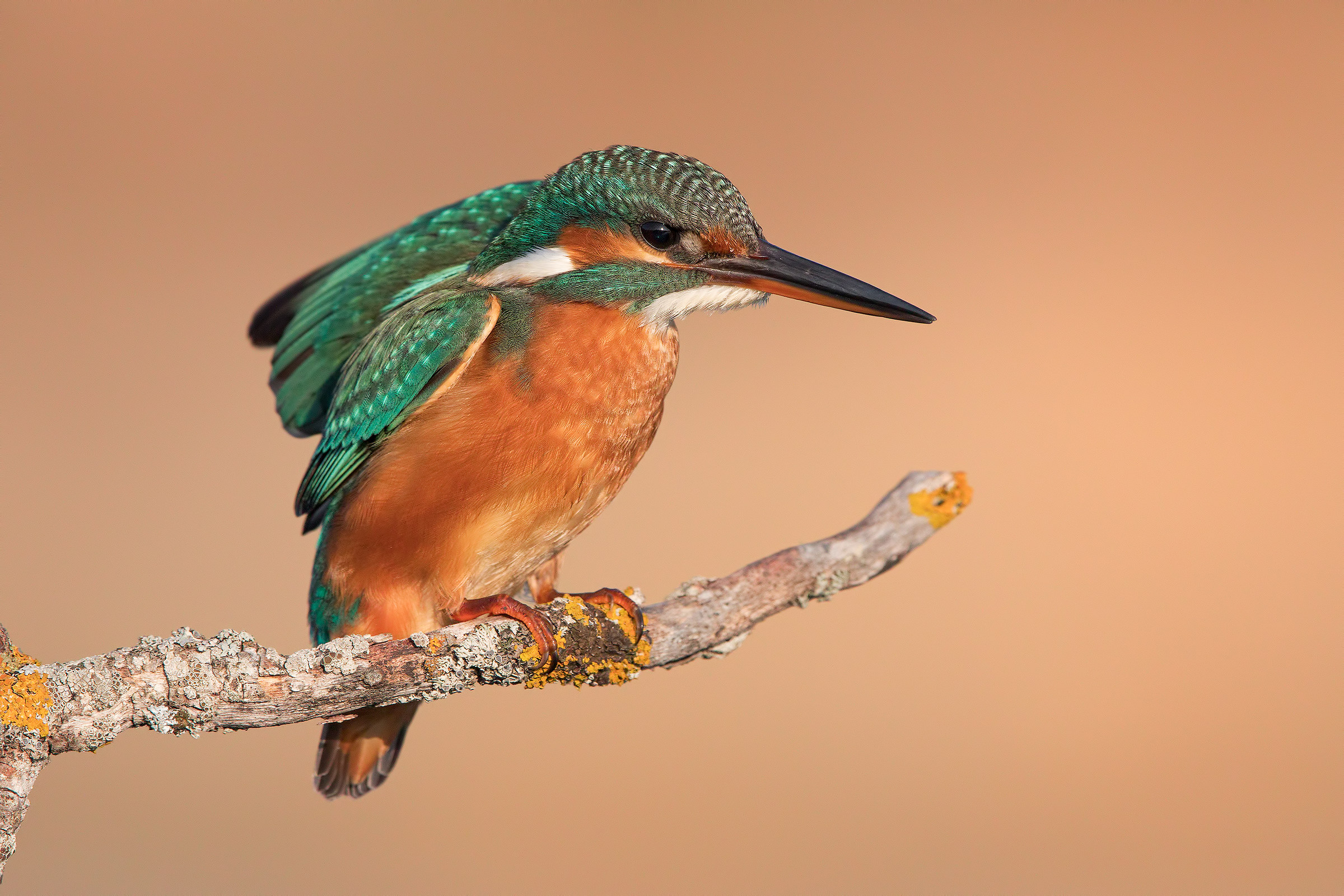 Kingfisher