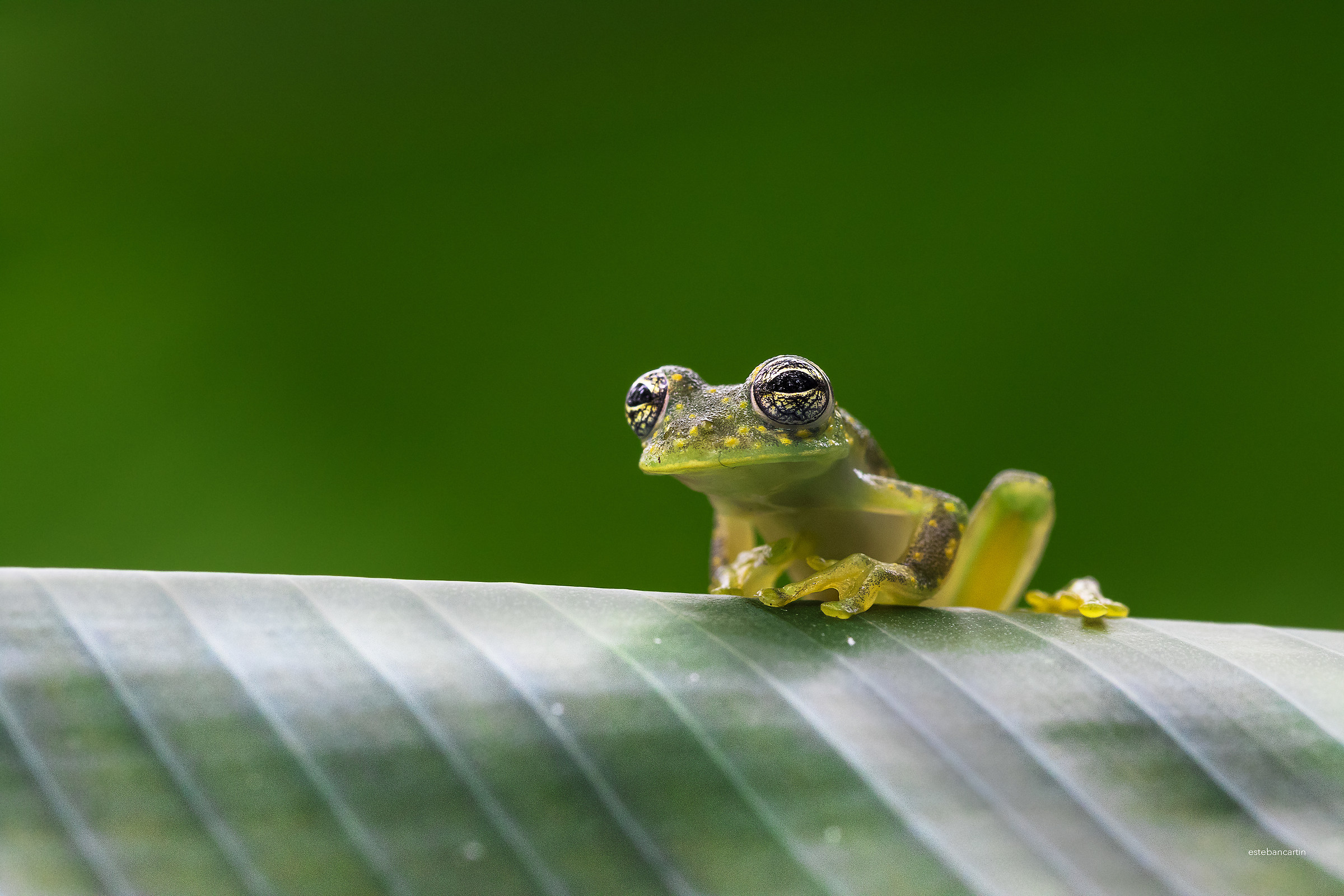 Glass Frog (Sachatamia albomaculata)