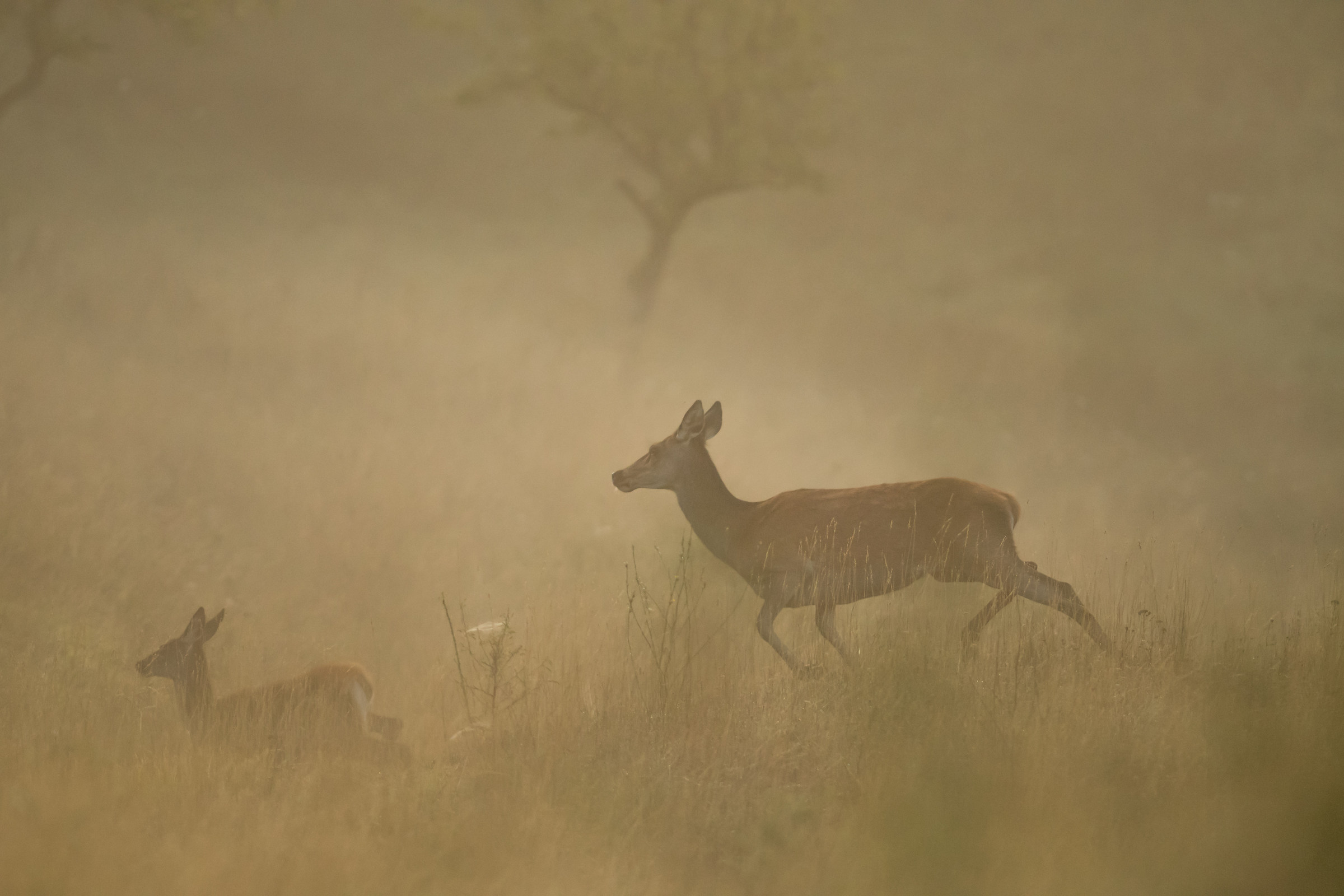 Deer in the Fog