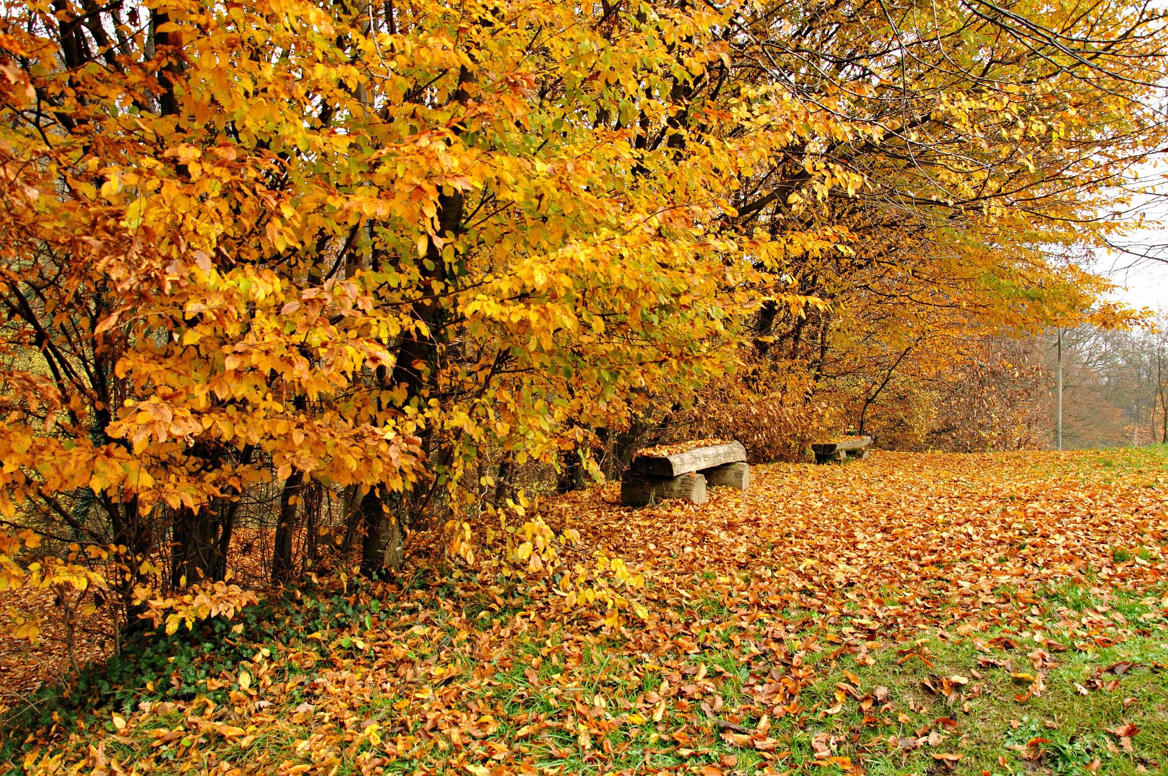 Un velo sulla panchina