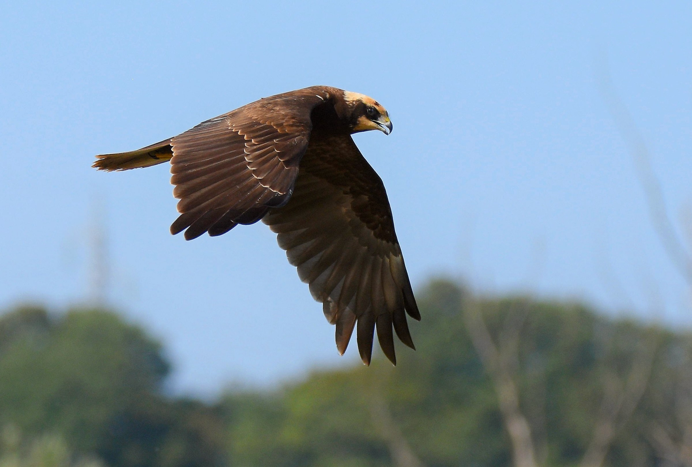 Marsh Hawk (f)