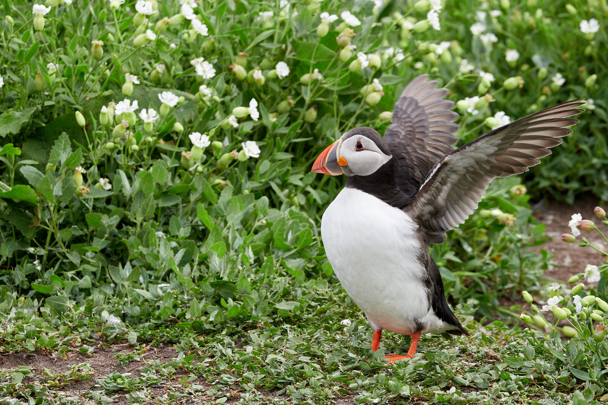 Puffin