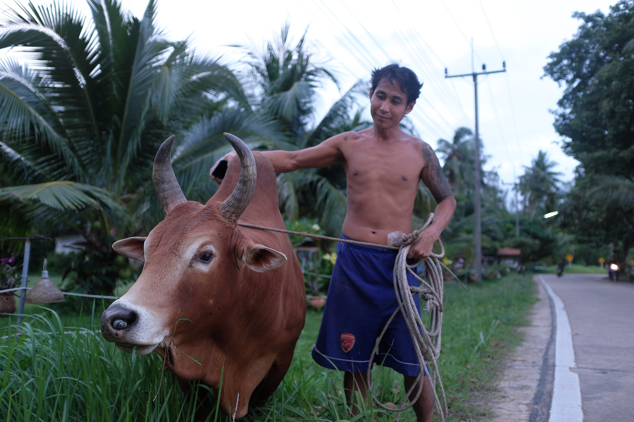 Khao Lak Cow-Keeper