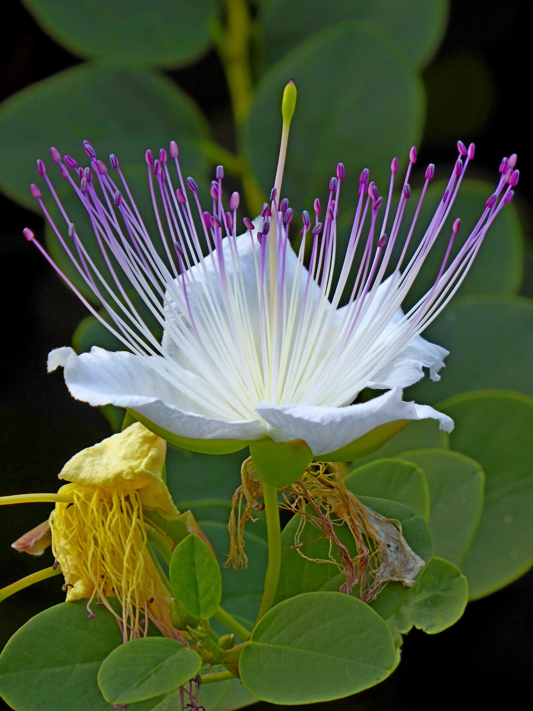 Caper Flower