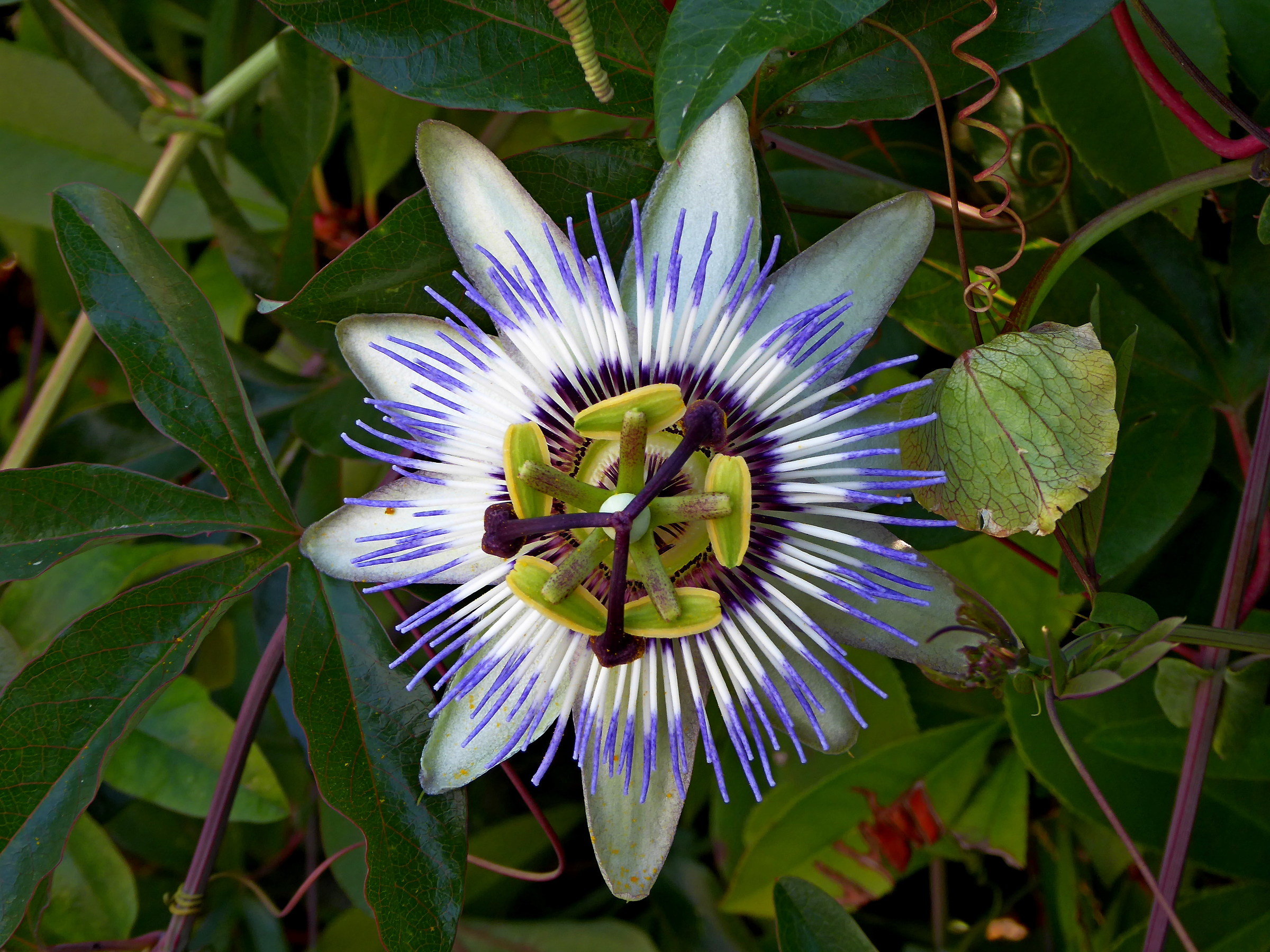 Passion Flower