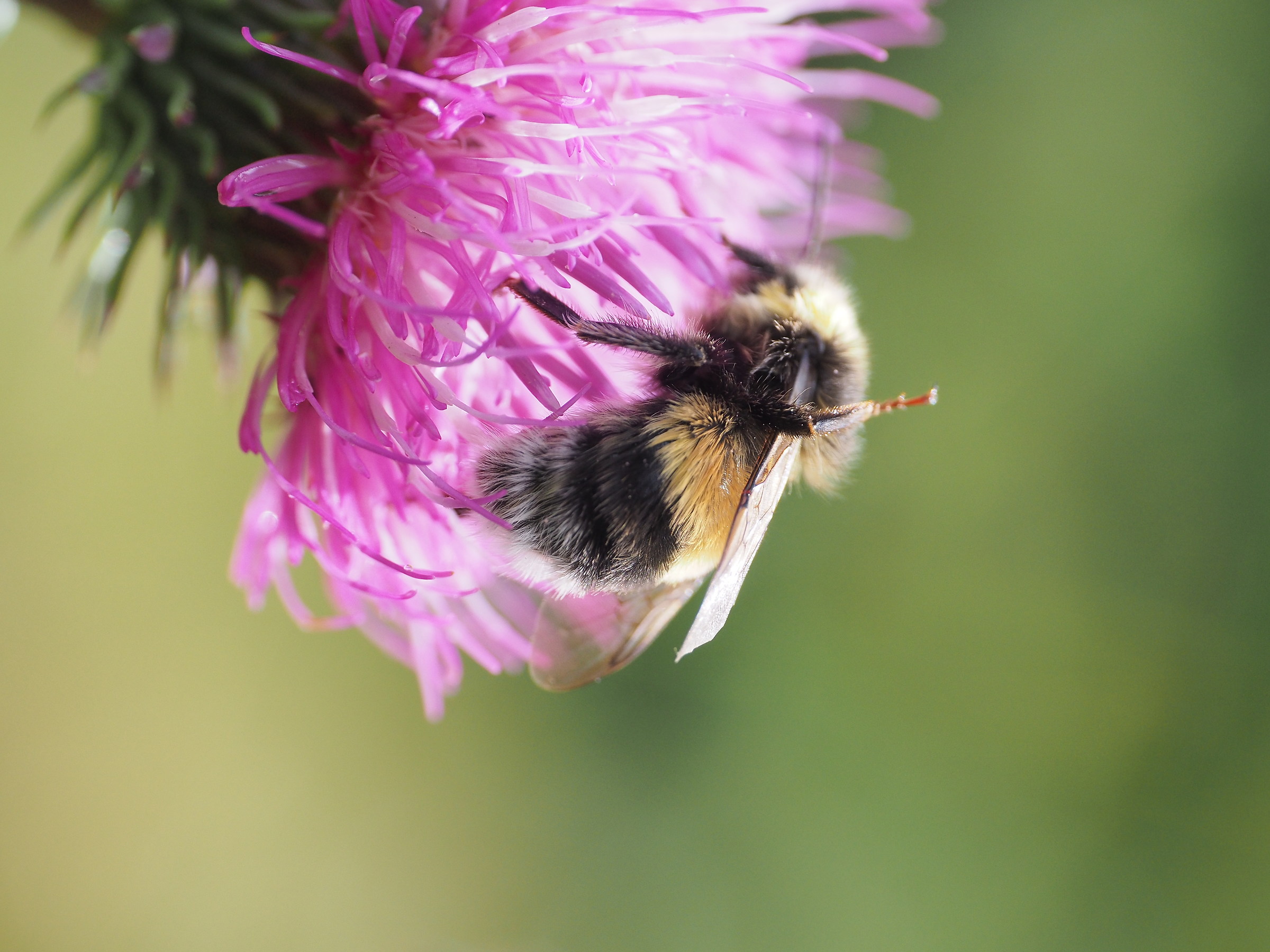Banquet on the Thistle