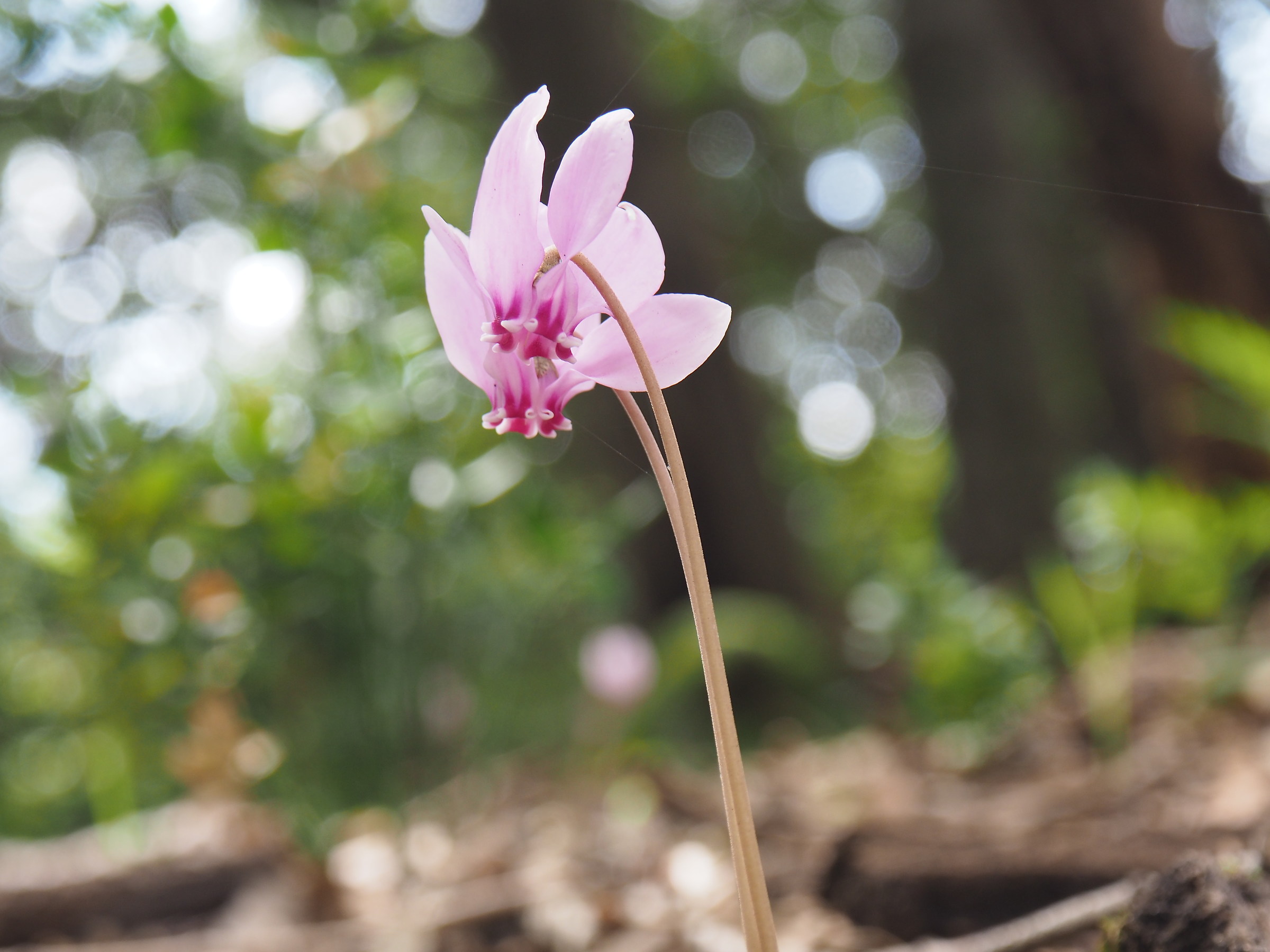 Ciclamini nel sottobosco