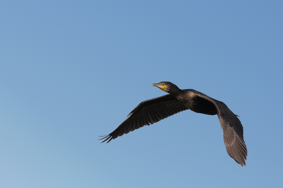 Cormorano