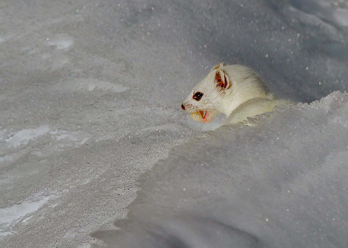 Winter Ermine