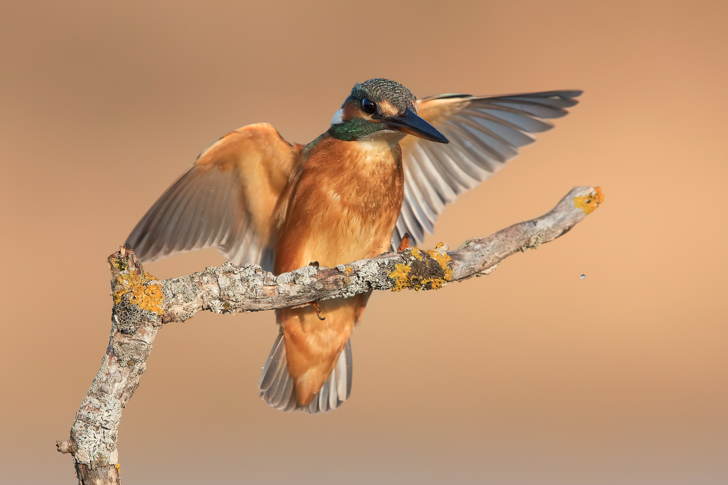 Kingfisher