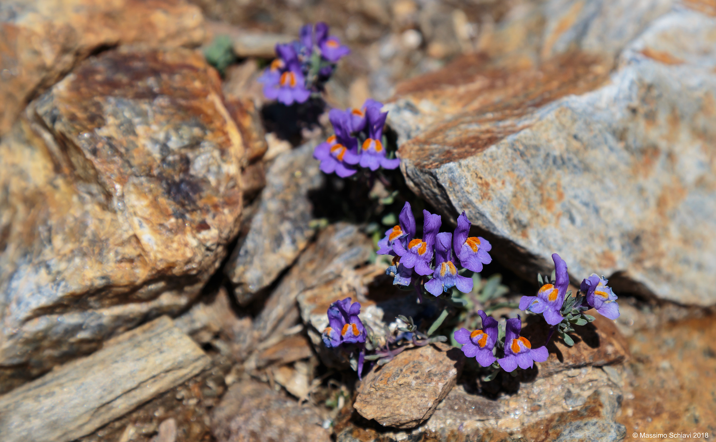 Linaria alpina (L.) Mill.-Alpine Linaiola.