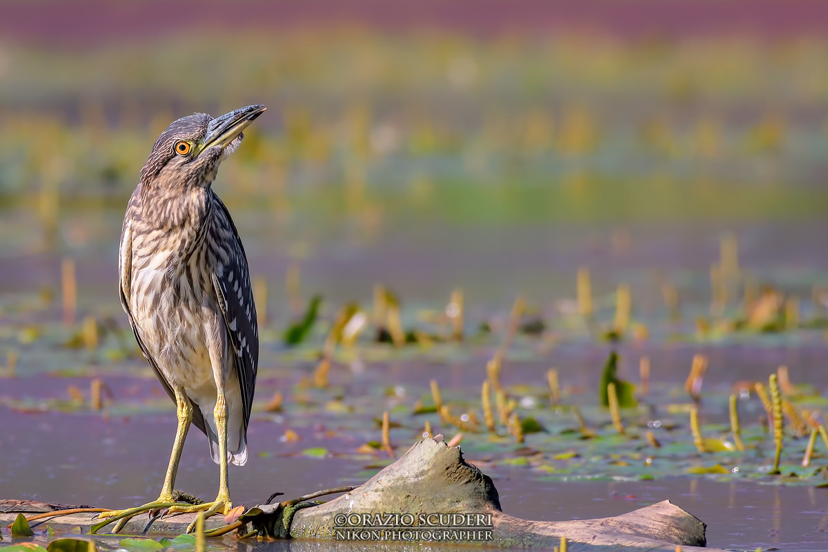Nycticorax nycticorax