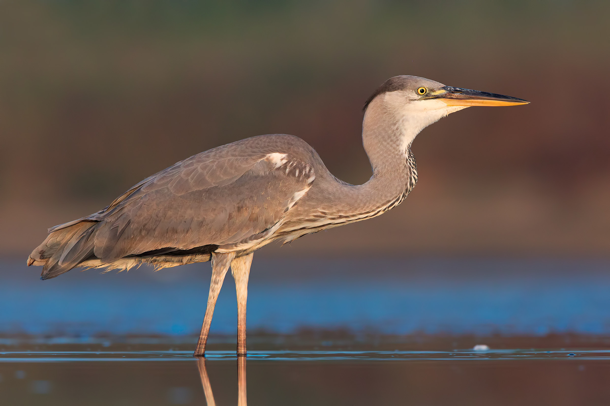 Grey Heron