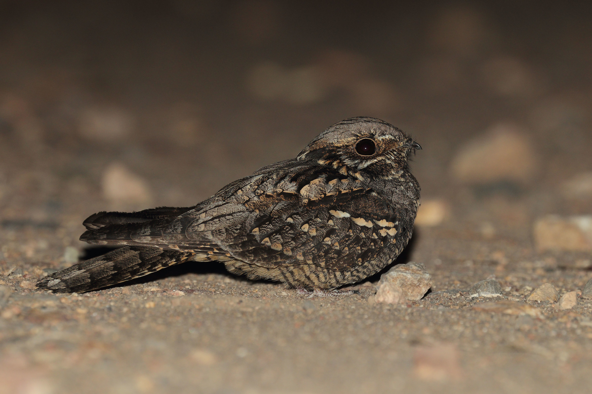 Nightjar