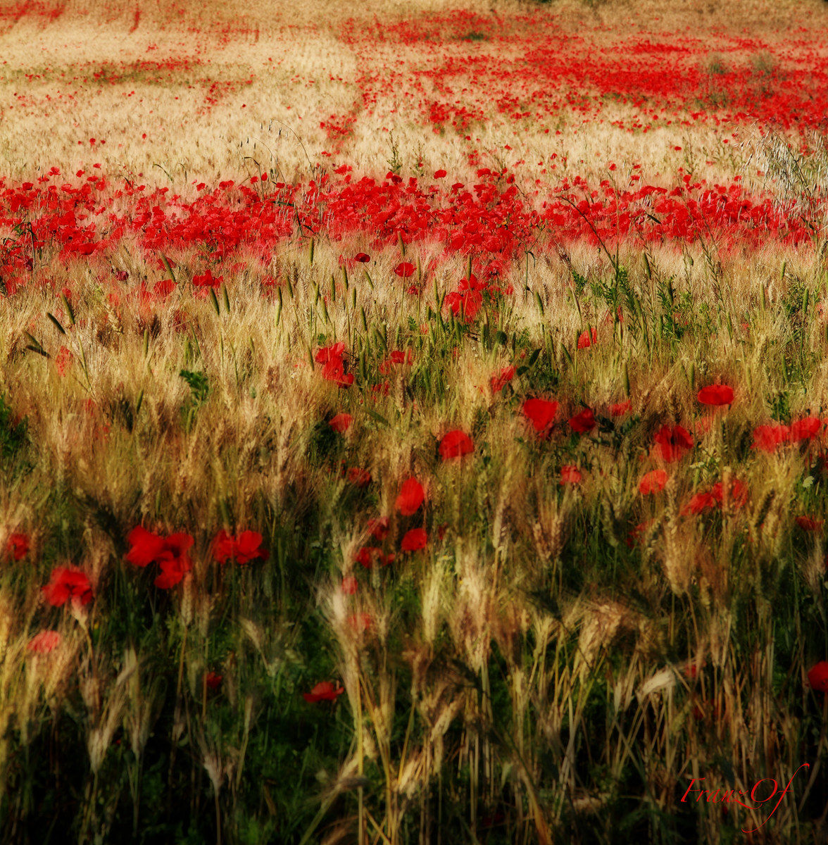 Fiori, meraviglie del creato