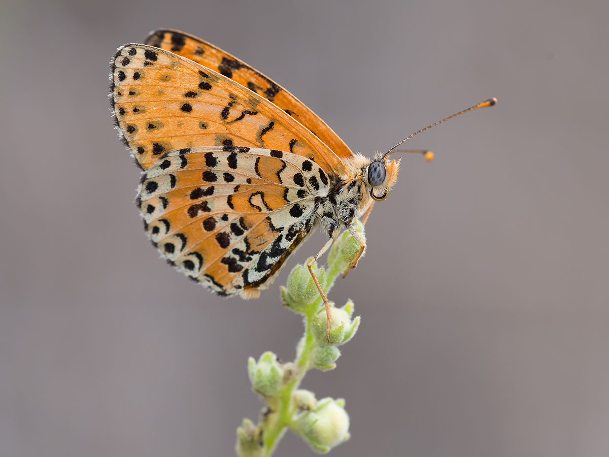 Butterfly (Melitaea didyma)