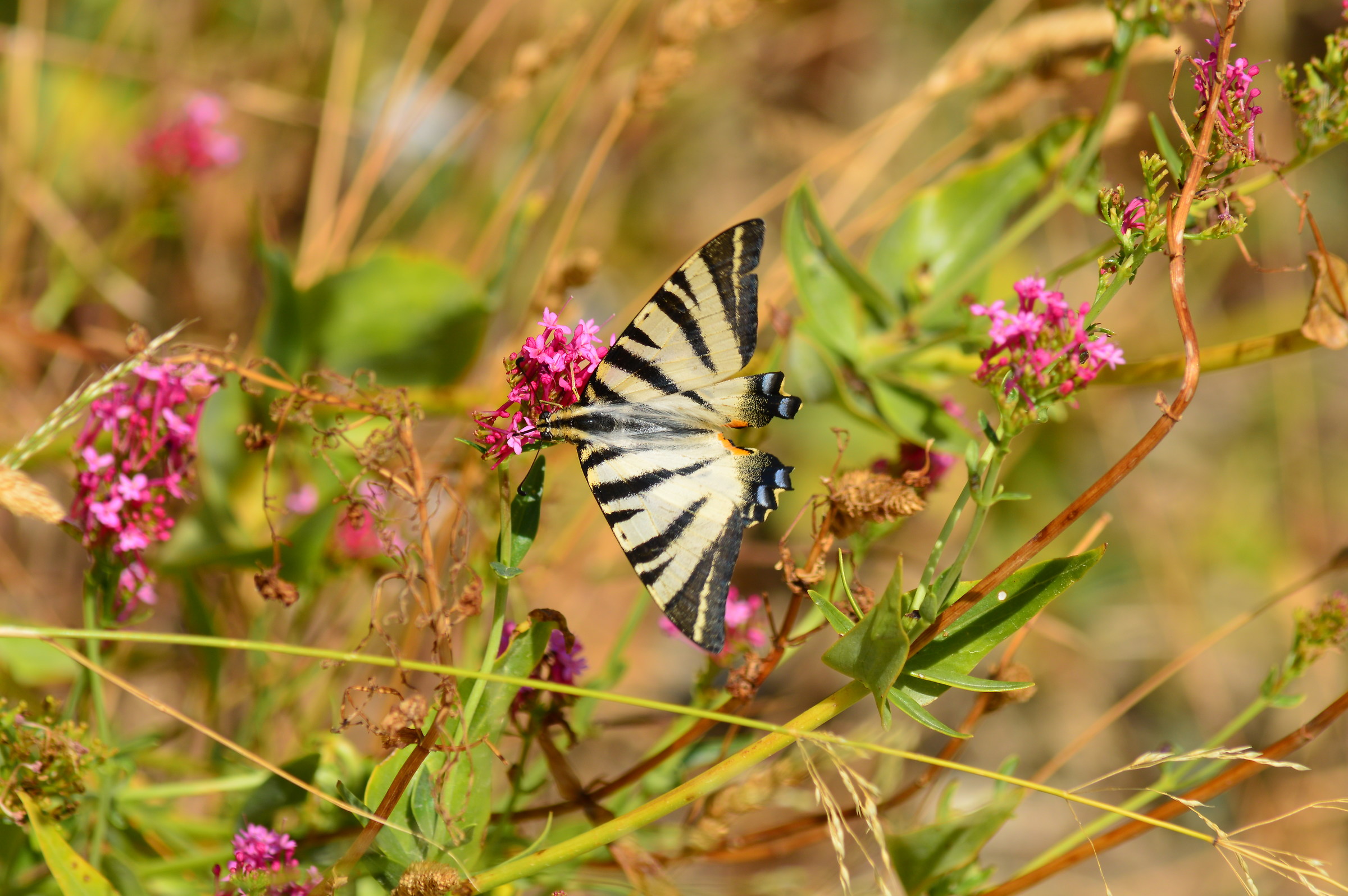 Flowers and Podalirio No. 1