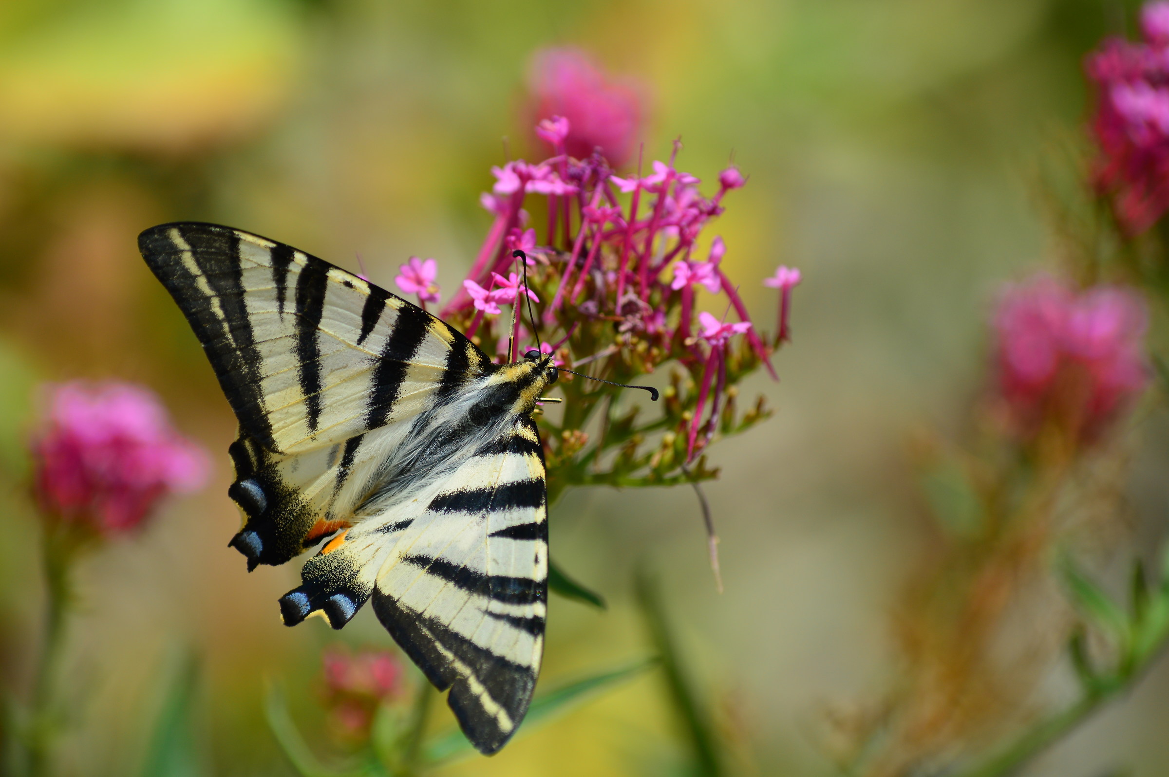 Flowers and Podalirio No. 3