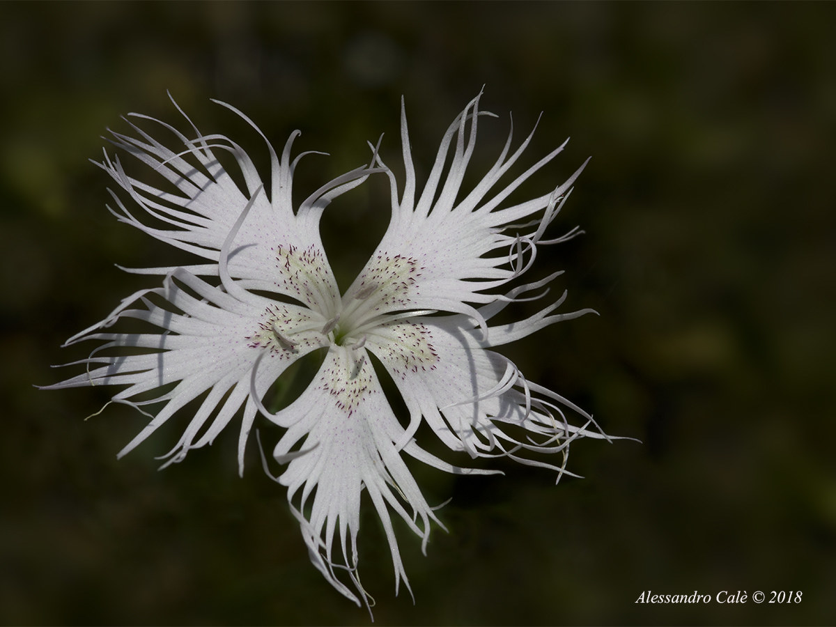 Dianthus 2547