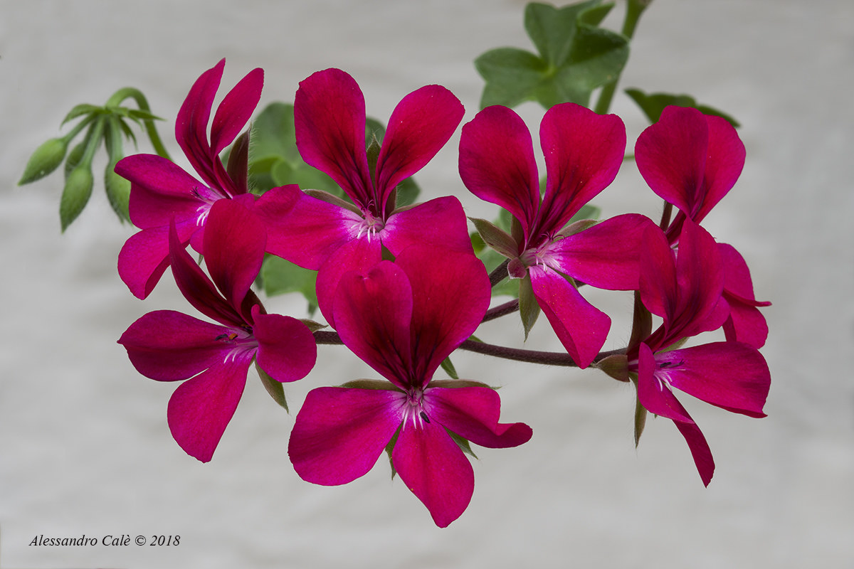 I geraneii di Sonia 3312